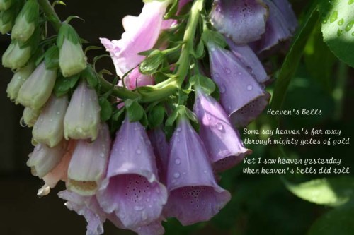 Captured from my garden