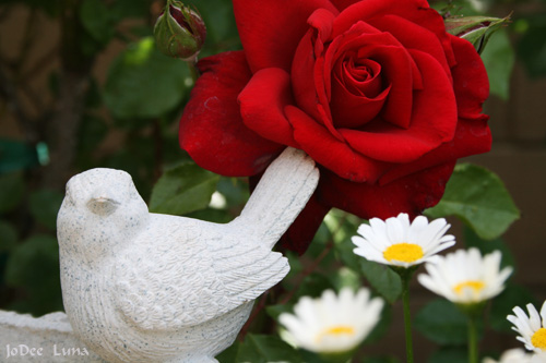 Roses and Daisies