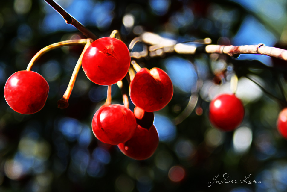Cherries_Accented_Edges