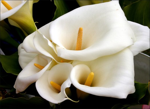 Calla Lilies White