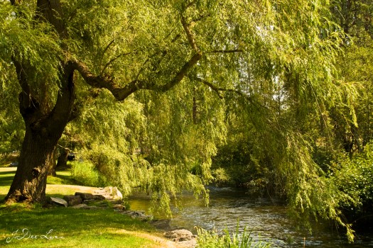 willow tree by river