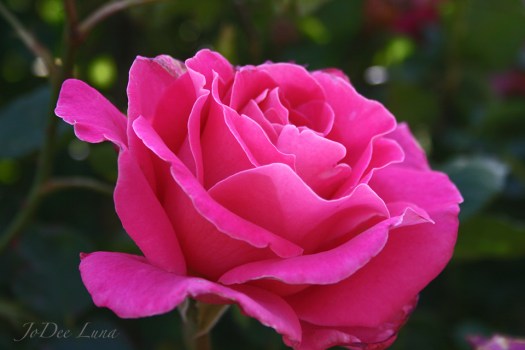 Etherial Rose by JoDee Luna